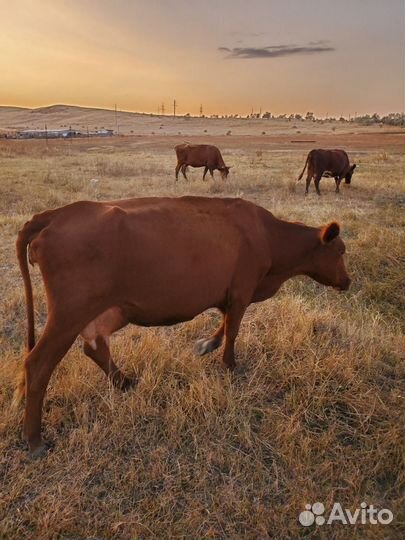 Коровы быки телки