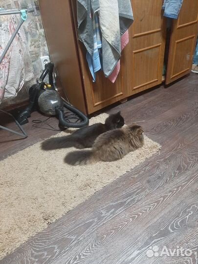 Коты в добрые руки