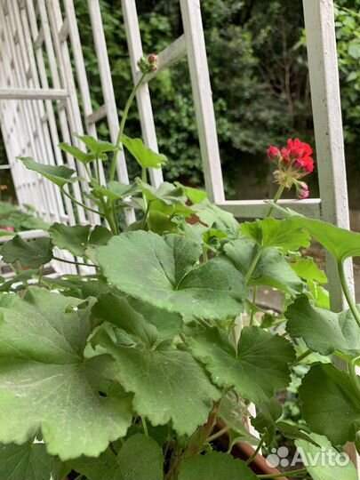 Пеларгония герань