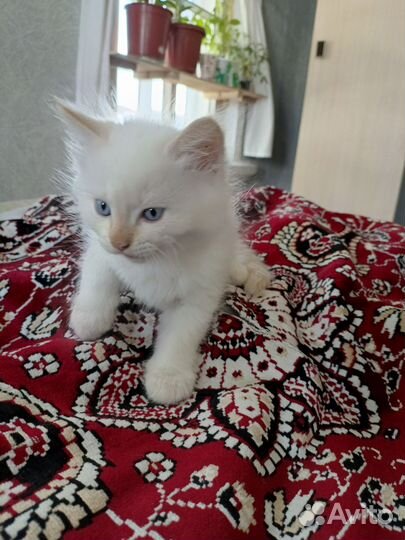 Коты отдам в добрые руки