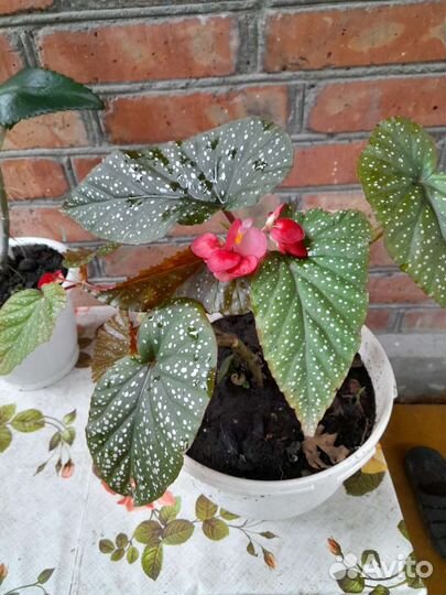 Бегония крапчатая и каланхое