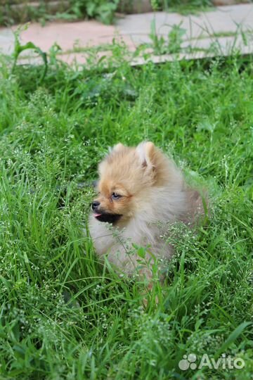 Померанские щпицы