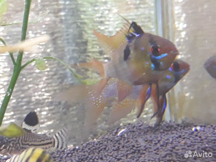 Апистограммы Рамирези