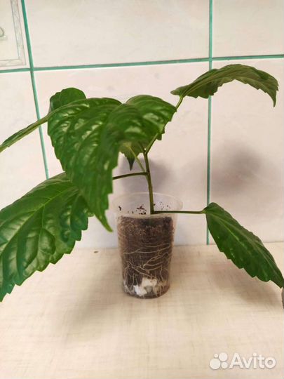 Гибискус китайская роза