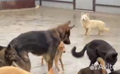 Возьмите собачку из приюта