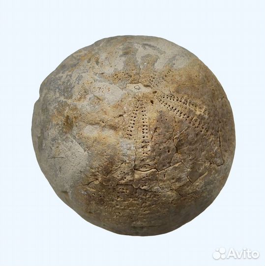 Морской ёж Echinocorys, Дагестан / Окаменелости