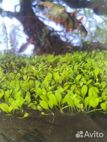 Глоссостигма повойничковая купить в Москве | Животные и зоотовары | Авито