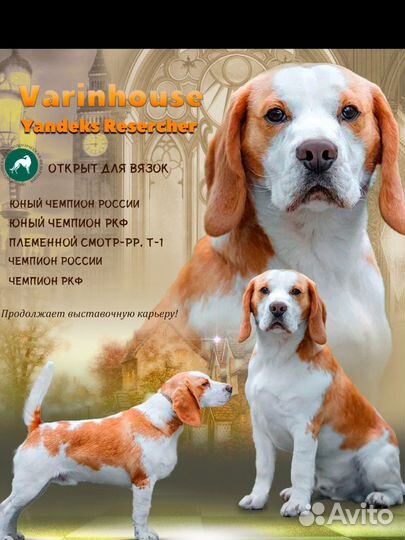 Вязка кобель бигль