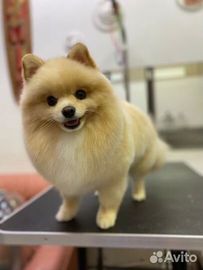 Стрижка собак и кошек - Умка Зооцентр