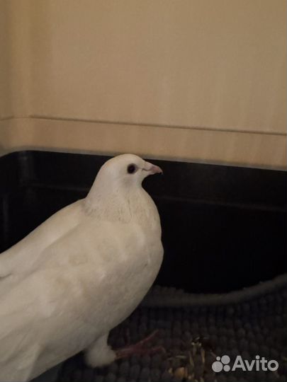 Голубь домашний