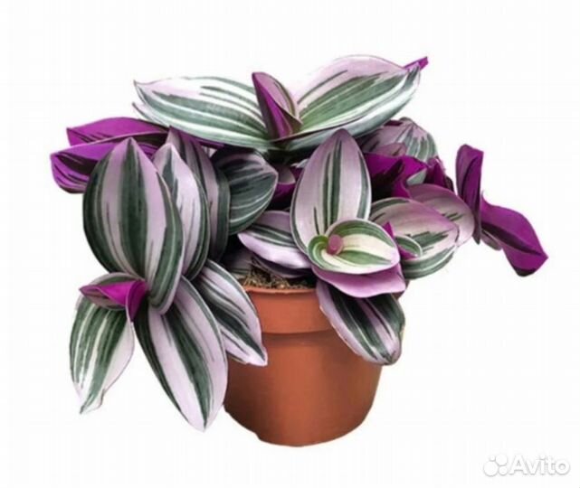 Традесканция нанук