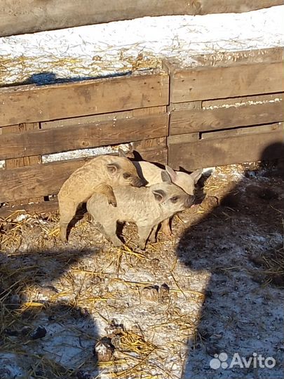 Поросята венгерской мангалицы
