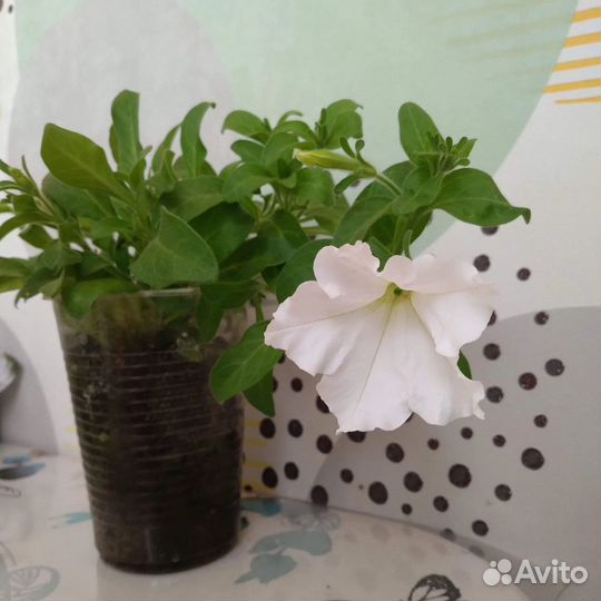 Продам петунии