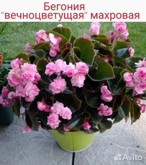 Бегония вечноцветущая, махровая