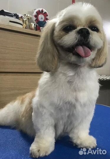 Груминг стрижка собак