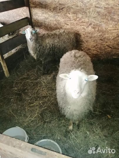 Овцы бараны
