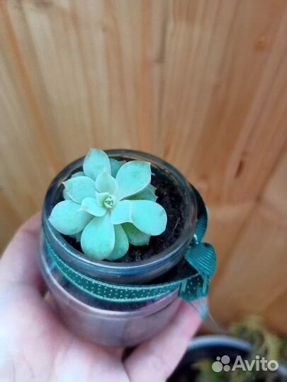 Редкие суккуленты