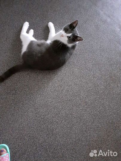 Кошка