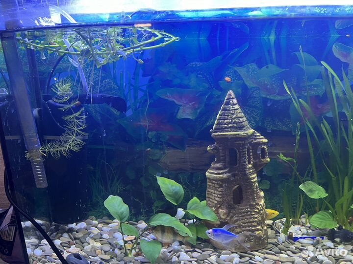 Аквариум