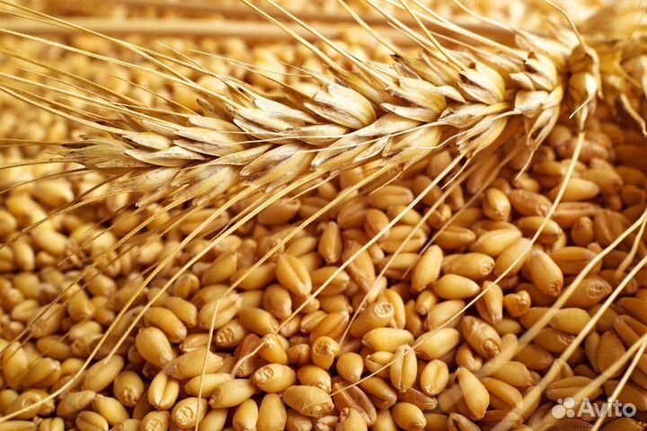 Семена озимой пшеницы