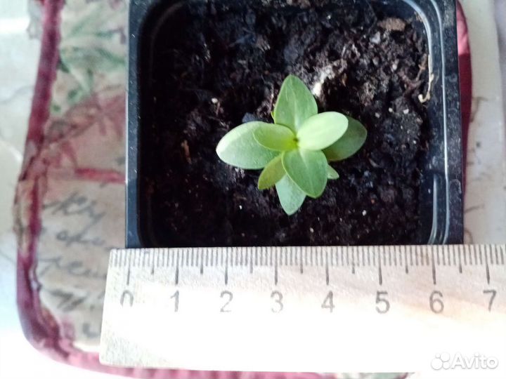 Эустома рассада