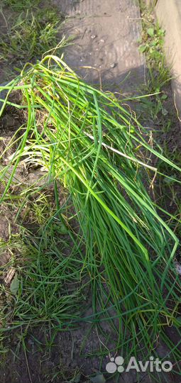 Лук многолетний