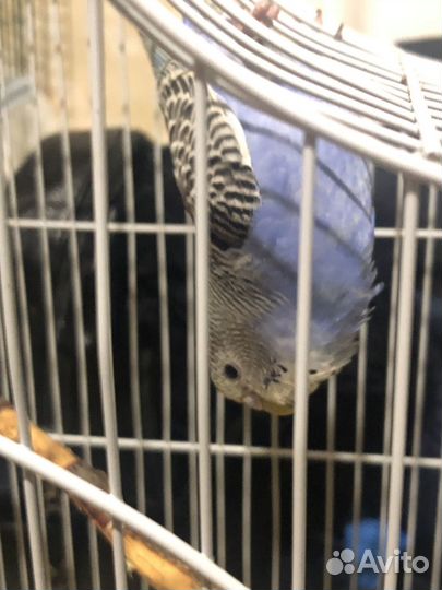 Волнистый попугай