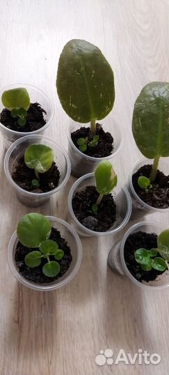 Укорененные черенки фиалки