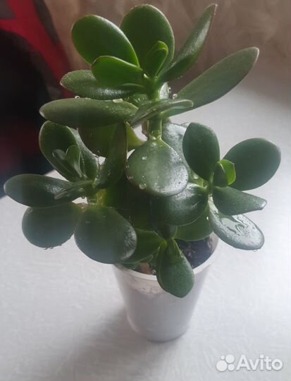 Продаём толстянку (денежное дерево)