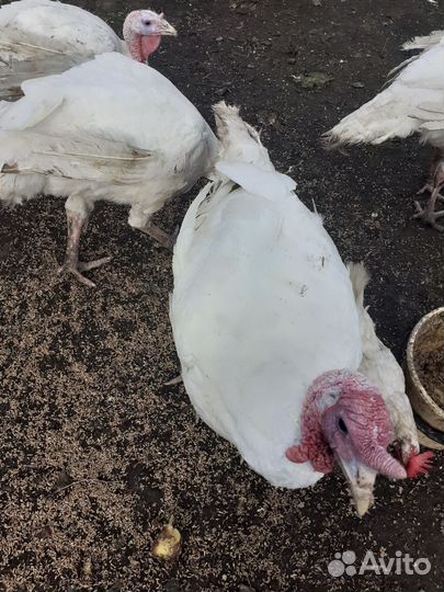 Индюки мясо