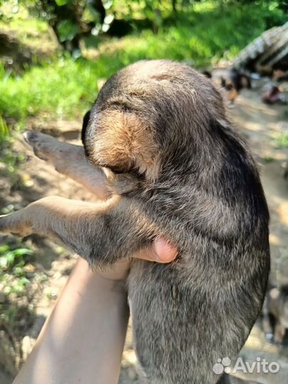 Роберт, Круассан и Галош