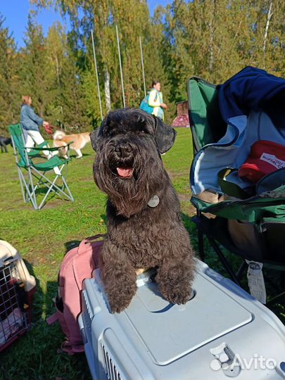 Цвергшнауцер щенки