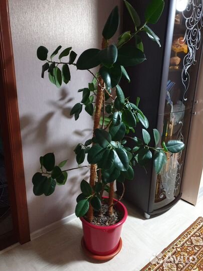 Комнатные цветы фикус