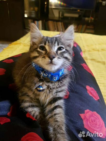 Котик 2,5месяца от домашней кошечки