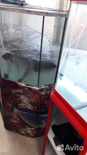 Аквариум