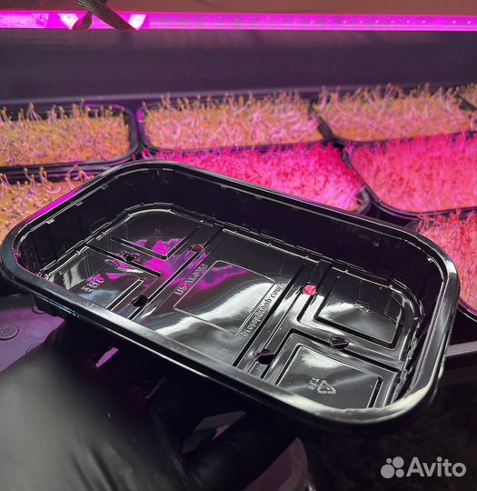 Лотки, боксы для микрозелени