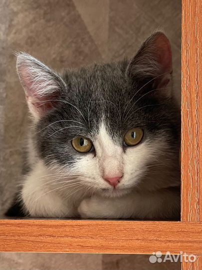Отдам котенка