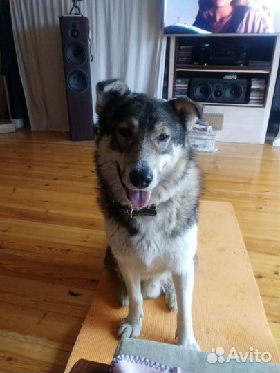 Супер щенок 1 мальчик