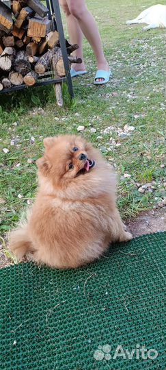 Померанский шпиц вязка кобель