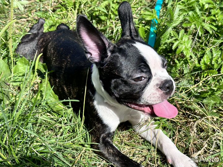 Щенки бостон терьер