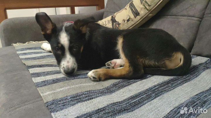 Оззи ждет своего человека