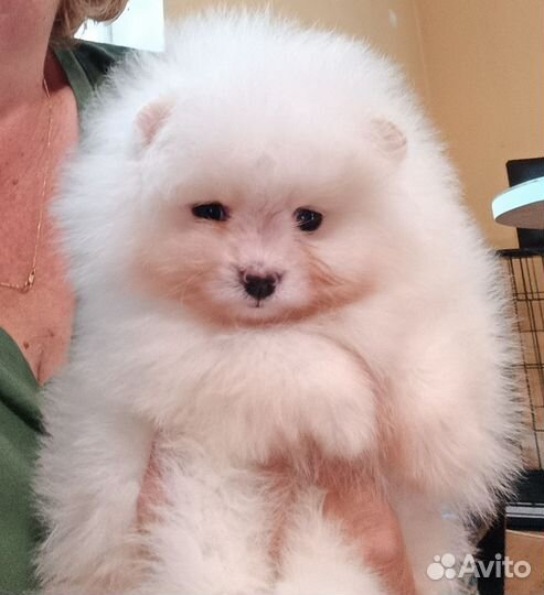 Померанский шпиц мини