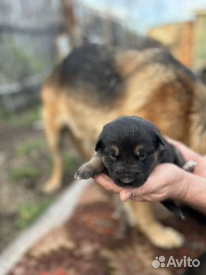 Щенки немецкой овчарки