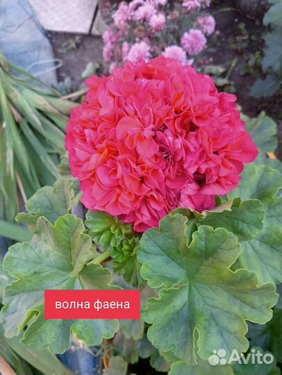 Пеларгония герань