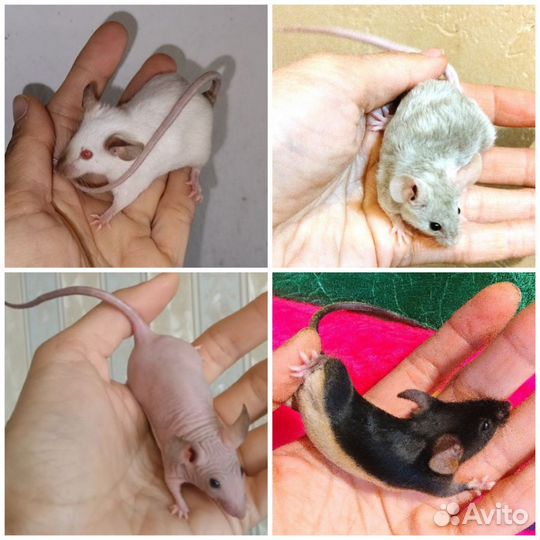 Сатиновые мыши Рекс Тан Тигр розетка сфинкс