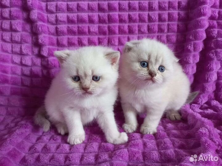 Котята колорные