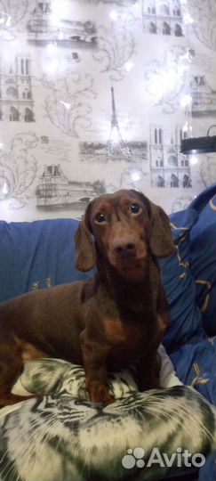 Такса мальчик(вязка)