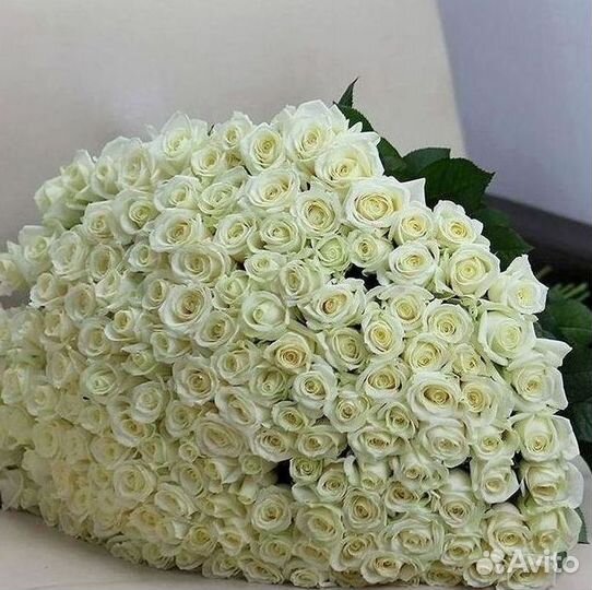 Высокие розы Гигантские розы Доставка цветов