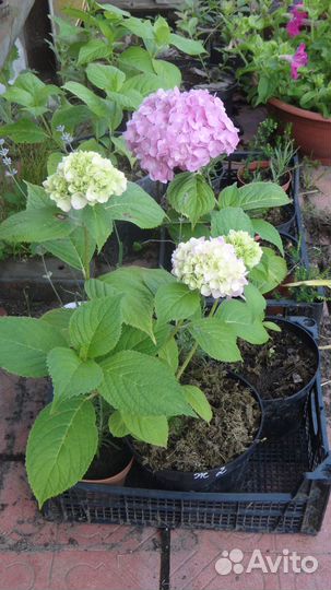 Продукты со своего огорода