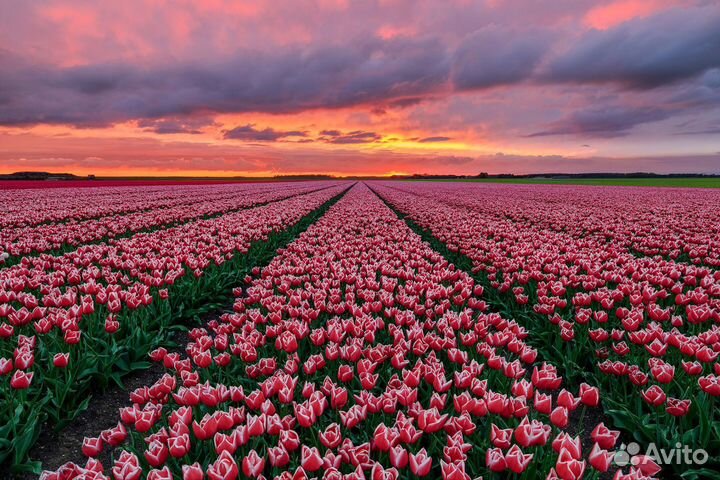 Продажа оптом тюльпаны, для офисных организаций